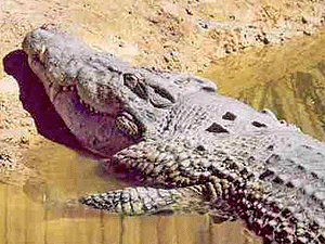 Крокодил полез на сушу