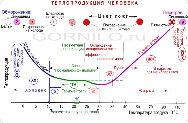 Теплорегуляция Терморегуляция тела человека